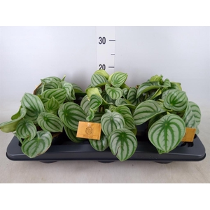 Peperomia argyreia