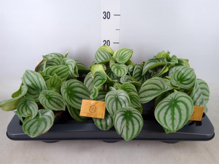 <h4>Peperomia argyreia</h4>