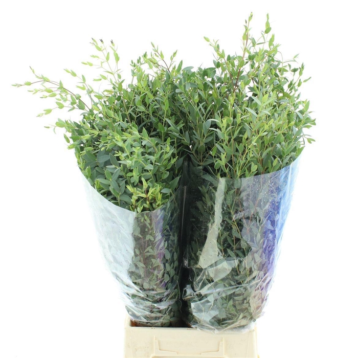 <h4>EUC PARVIFOLIA P BS</h4>