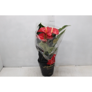 ANTHURIUM MICHIGAN P17 PREMIUM