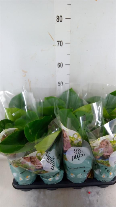 <h4>Monstera delic.</h4>