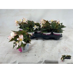 BEGO WF DR ANG S PIN