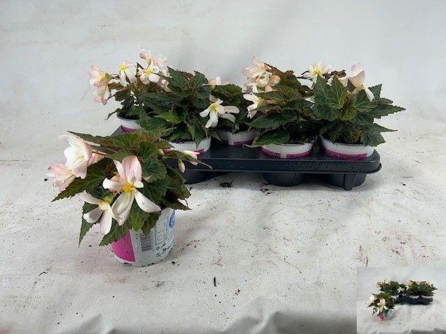 <h4>BEGO WF DR ANG S PIN</h4>