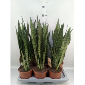 Sansevieria zeylanica