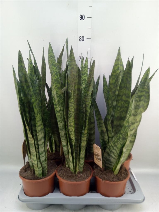 <h4>Sansevieria zeylanica</h4>