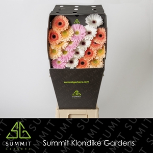 Germini Mix Dream Wedding Diamond per kaart