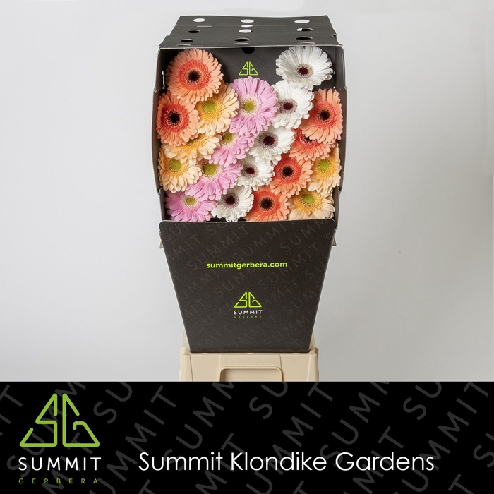 <h4>Germini Mix Dream Wedding Diamond per kaart</h4>