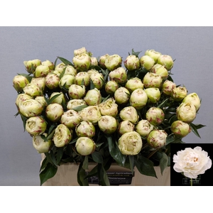 PAEO L KELWAYS GLORI