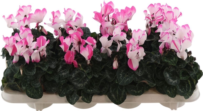 <h4>Cycl Per Md Indiaka</h4>