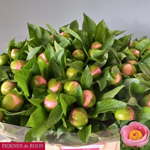 PAEO S SALMON SAUCER