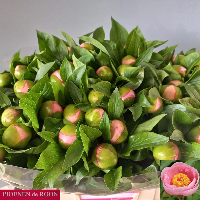 <h4>PAEO S SALMON SAUCER</h4>