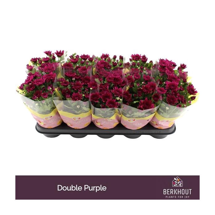 <h4>Chrysant Tourmalet</h4>