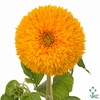 Helianthus Teddy Bear