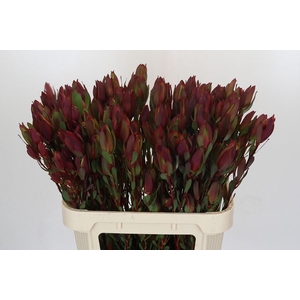 Leucadendron Senorita Spray