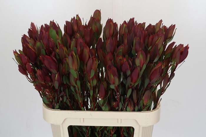 <h4>Leucadendron Senorita Spray</h4>