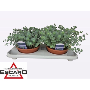 Sedum sieboldii