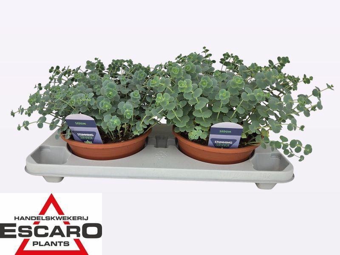<h4>Sedum sieboldii</h4>