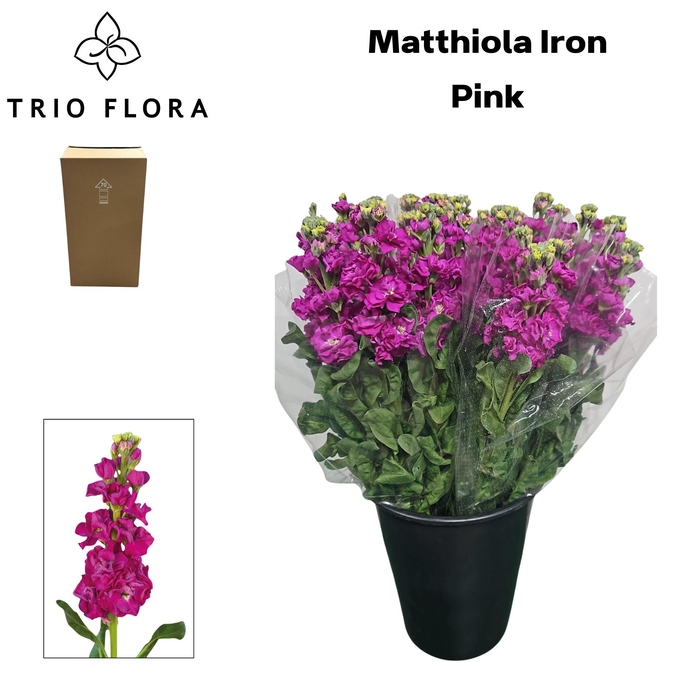 <h4>MATTH IRON PINK Aqua Box 60</h4>