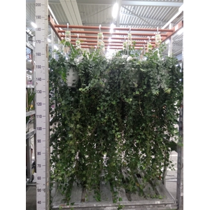 Hedera helix 'Wonder'