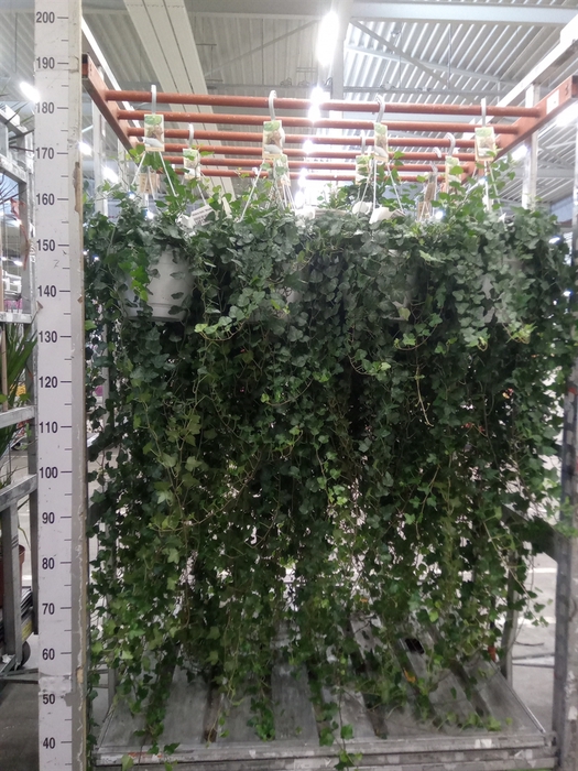 <h4>Hedera helix 'Wonder'</h4>
