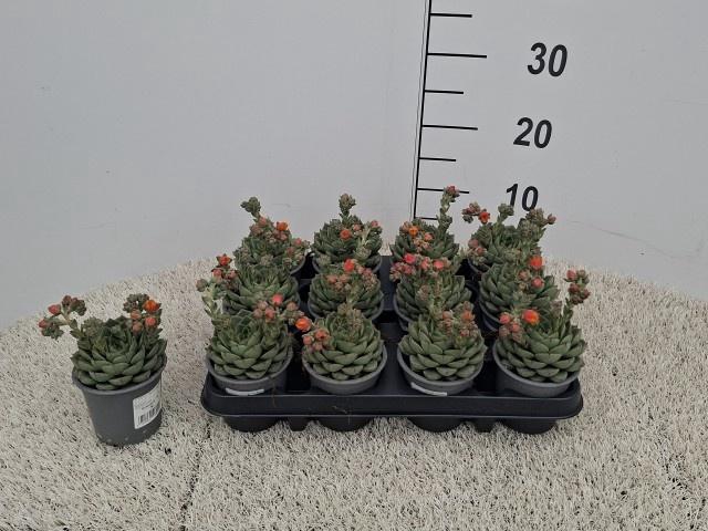 <h4>ECHEV GILVA</h4>