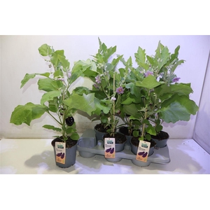arr8 Aubergine Planten