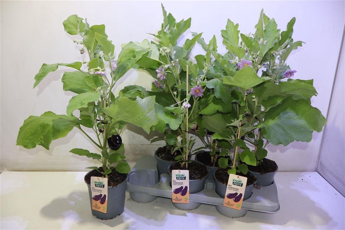 <h4>arr8 Aubergine Planten</h4>