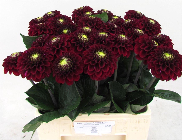 <h4>Dahl Black Fox</h4>