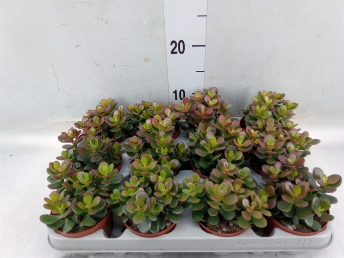 <h4>Crassula ovata 'Minor'</h4>