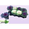 BRASSICA (SIERKOOL)