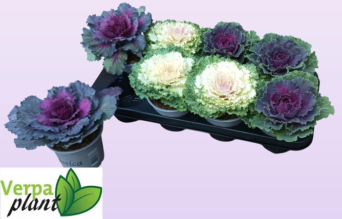 BRASSICA (SIERKOOL)