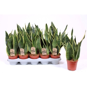 Sansevieria Futura Superba