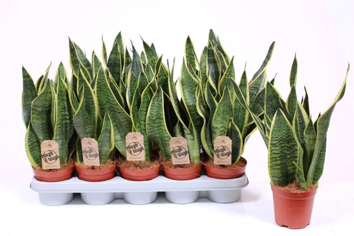 <h4>Sansevieria Futura Superba</h4>