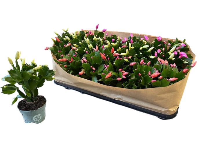 <h4>SCHLUMB GEM 3 KL</h4>