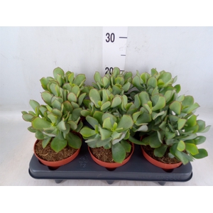 Crassula arborescens 'Petit Wave'