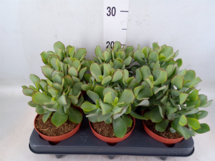 <h4>Crassula arborescens 'Petit Wave'</h4>