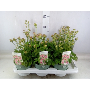 Astrantia major