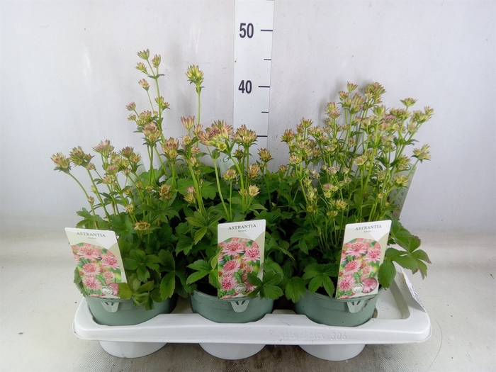 <h4>Astrantia major</h4>