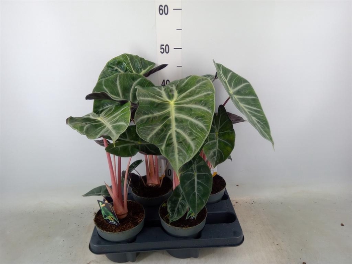 <h4>Alocasia   ...</h4>