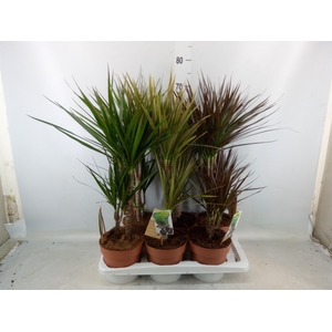 Dracaena   ...mix