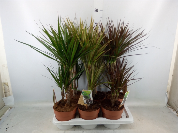 <h4>Dracaena   ...mix</h4>