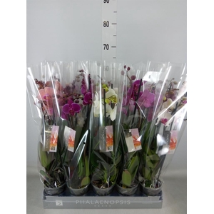 Phalaenopsis   ...mix  6