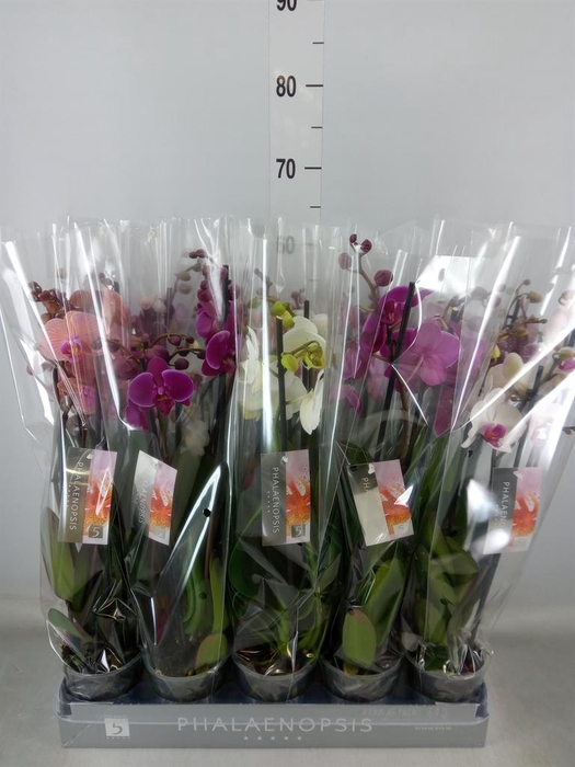 <h4>Phalaenopsis   ...mix  6</h4>