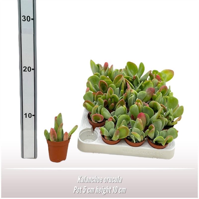 <h4>Kalanchoe</h4>