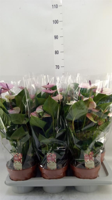 <h4>Anthurium andr. 'Laguna'</h4>