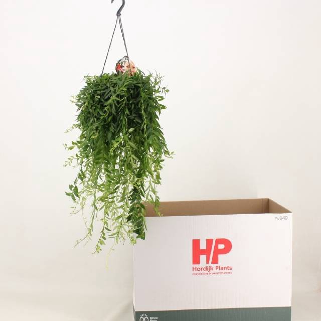<h4>AESCHYN JAPHROLEPIS</h4>