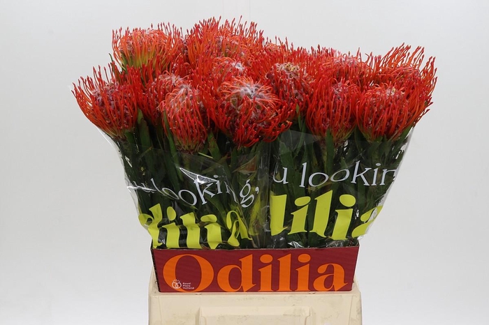 <h4>Nutans Tango</h4>