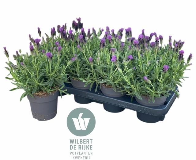 <h4>LAVAN S EARL SUMMER</h4>