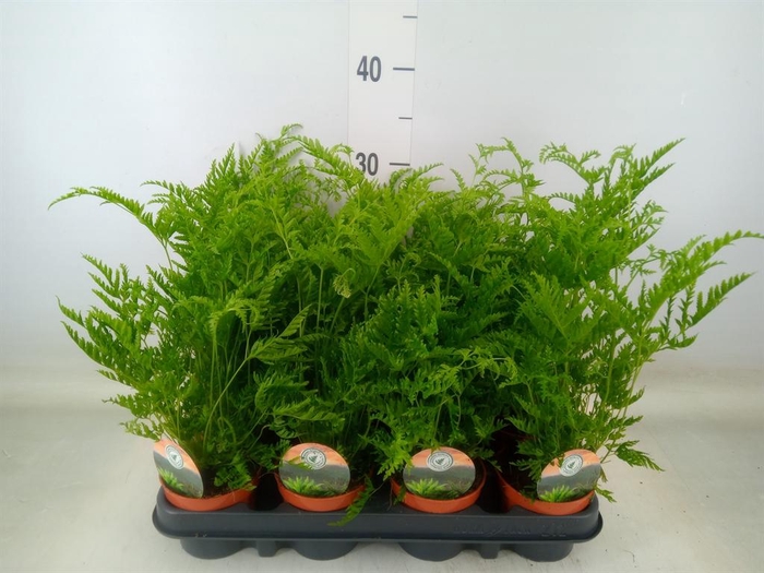 <h4>Pteris straminea</h4>