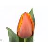 Tulipa si ad rem
